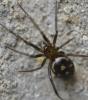Steatoda grossa